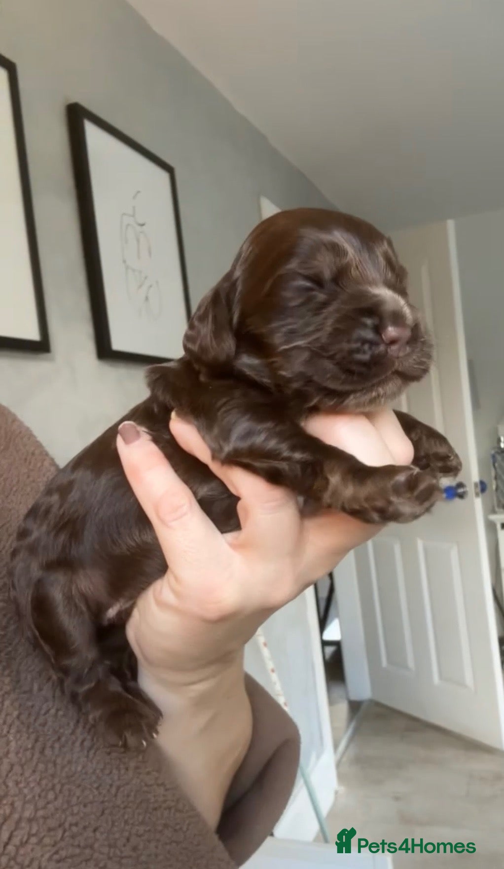 Cocker Spaniel dogs 🤎 KC show cocker spaniels 🤎 - Advert 1