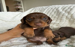 Miniature Dachshund dogs for sale: Pure bred Miniature Dachshund Puppies - Advert 6