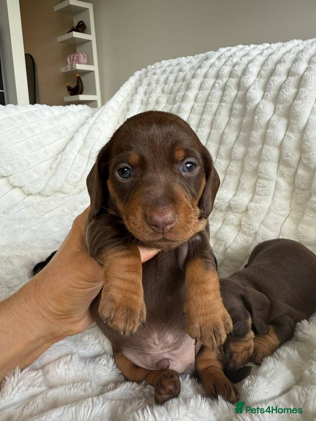 Miniature Dachshund dogs for sale: Pure bred Miniature Dachshund Puppies - Advert 6