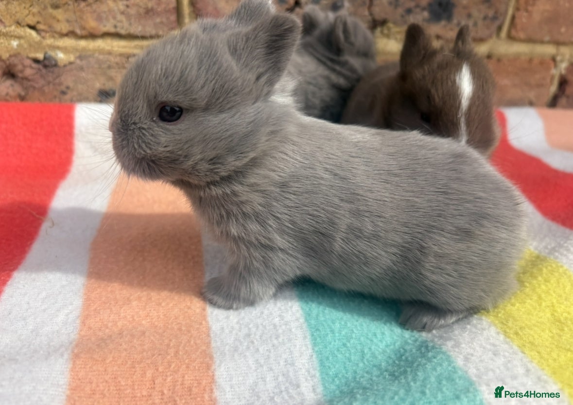 Netherland Dwarf rabbits Sweet Netherland dwarf bunnies  - Advert 10
