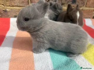 Netherland Dwarf rabbits Sweet Netherland dwarf bunnies - Advert 10