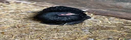 Chickens poultry for sale: Pekin bantam hens - Advert 5