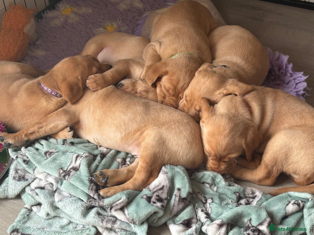 Labrador Retriever dogs for sale: KC Labrador puppies yellow / Red  - Advert 19