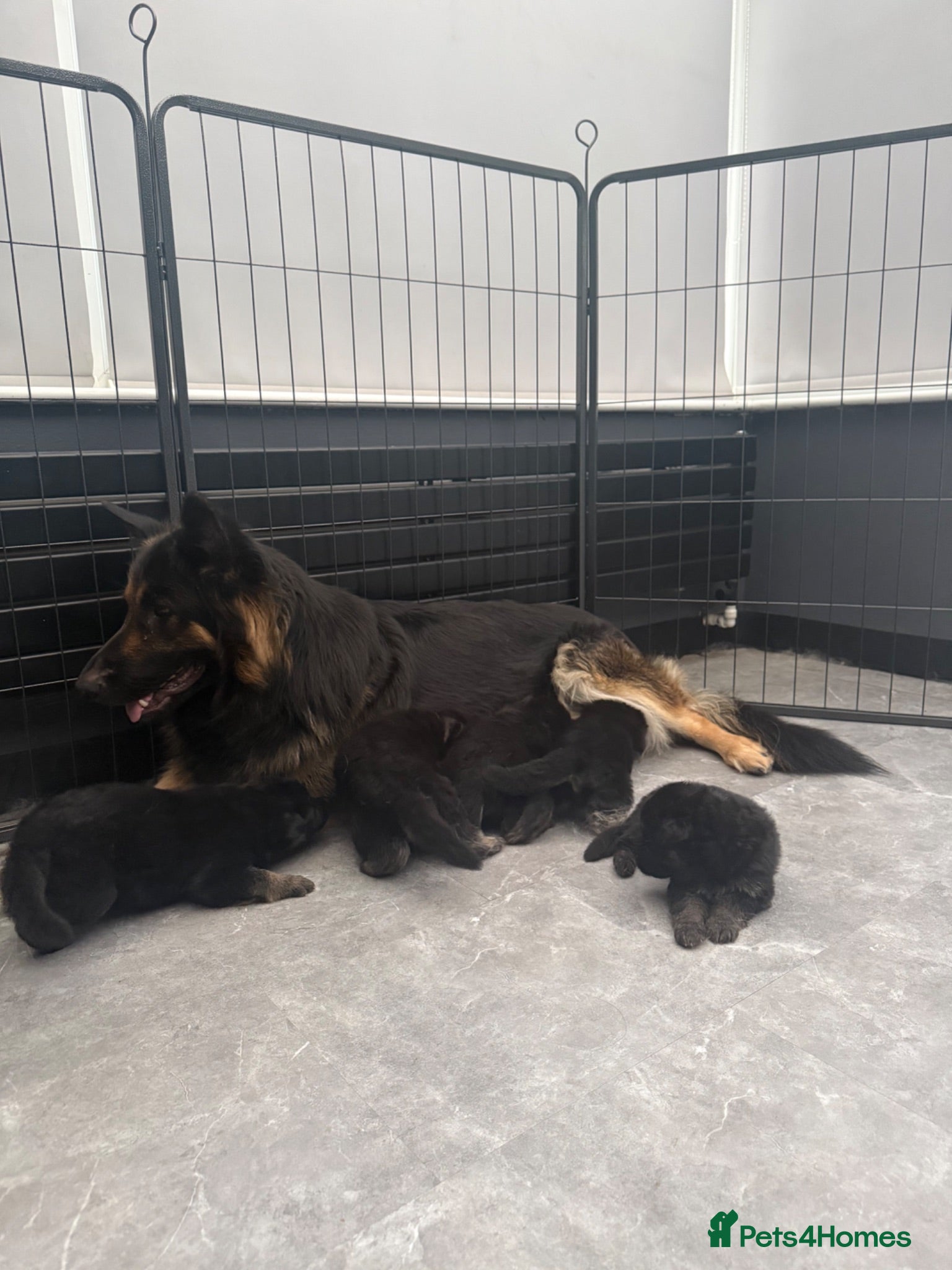 German Shepherd dogs Long haired German shepherd puppies  - Advert 12