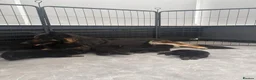 German Shepherd dogs for sale: Long haired German shepherd puppies  in Sunderland - Advert 1