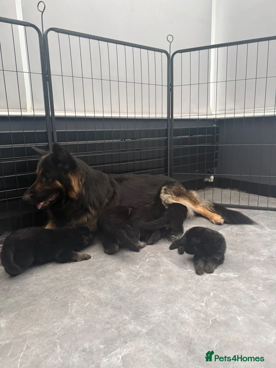 German Shepherd dogs for sale: Long haired German shepherd puppies  in Sunderland - Advert 1