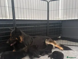 German Shepherd dogs Long haired German shepherd puppies - Advert 2
