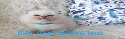 Ragdoll cats for sale: BEAUTIFUL RAGDOLLS KITTENS GCCF REGISTERED  - Advert 23