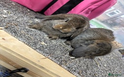 Mini Lop rabbits for sale: Multiple Litters of BRC rung baby Minilops  - Advert 6