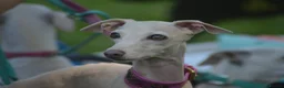 Italian Greyhound dogs for sale: KC Italian greyhound puppies European lineage - Advert 20