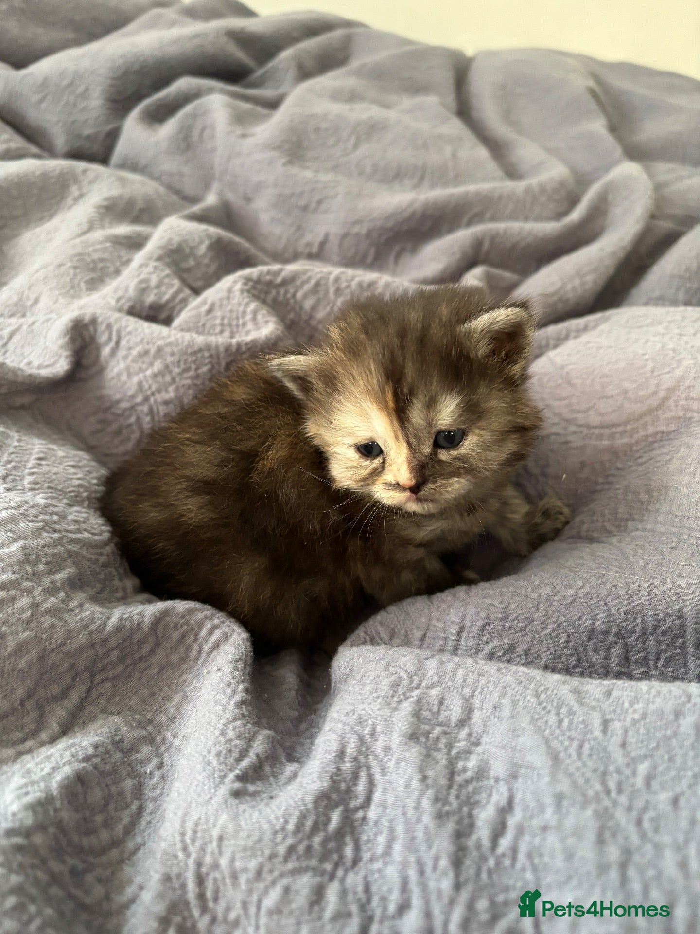Persian cats for sale: Persian Kittens – 4 Females - Advert 2