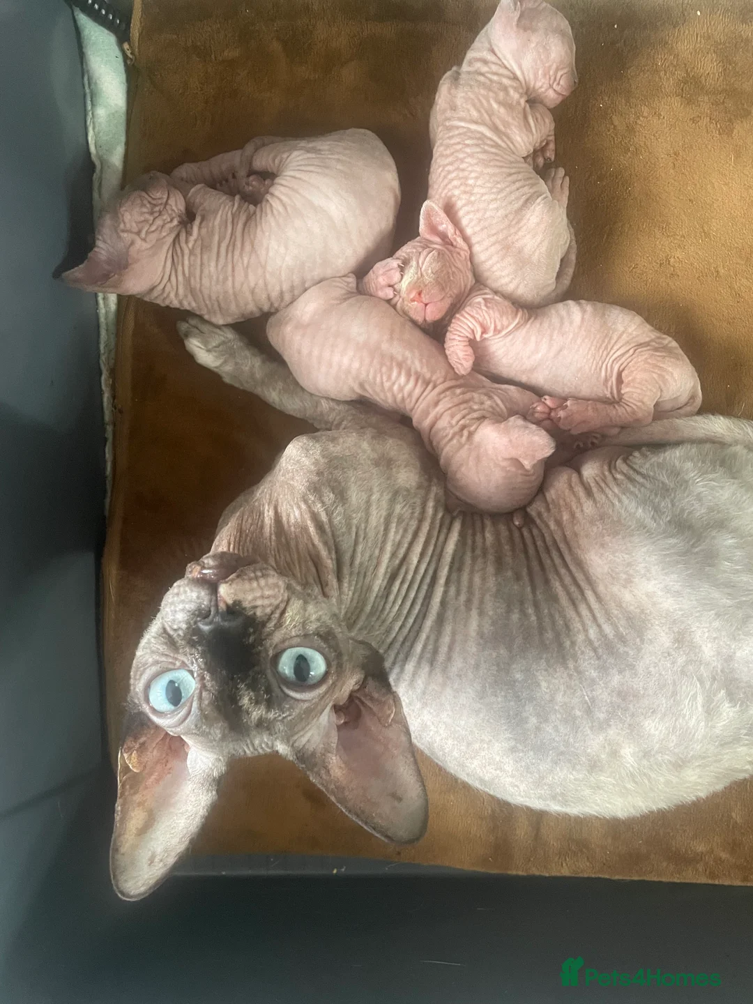 Sphynx cats for sale: Beautiful sphynx kittens for sale  - Advert 2