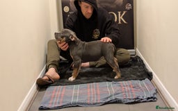 American Bully dogs for sale: GrCh Big Bounty x TIKTOK litter - Image 14