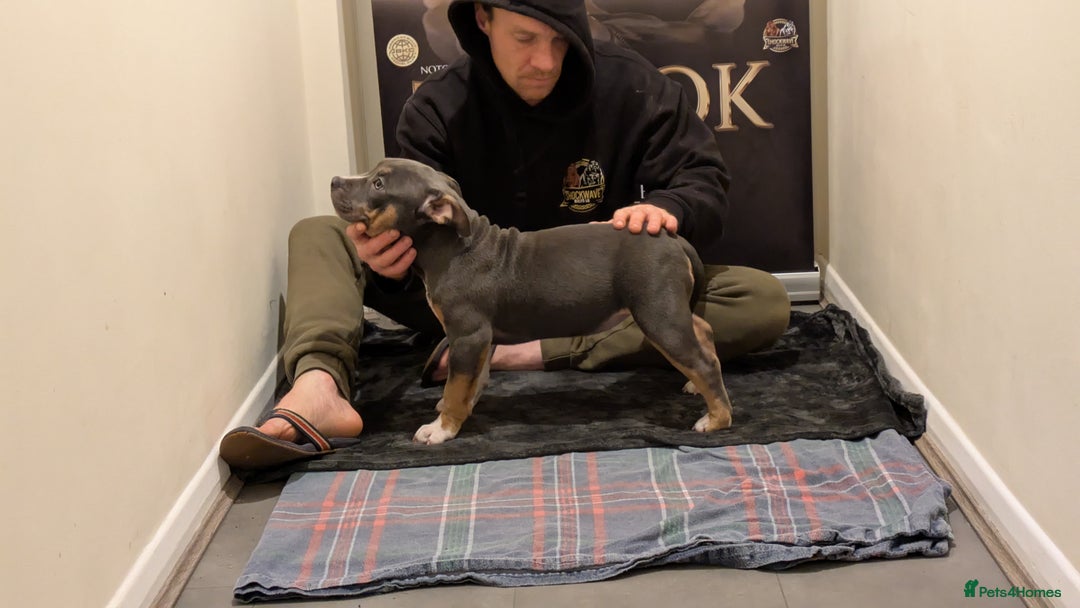 American Bully dogs for sale: GrCh Big Bounty x TIKTOK litter - Image 14