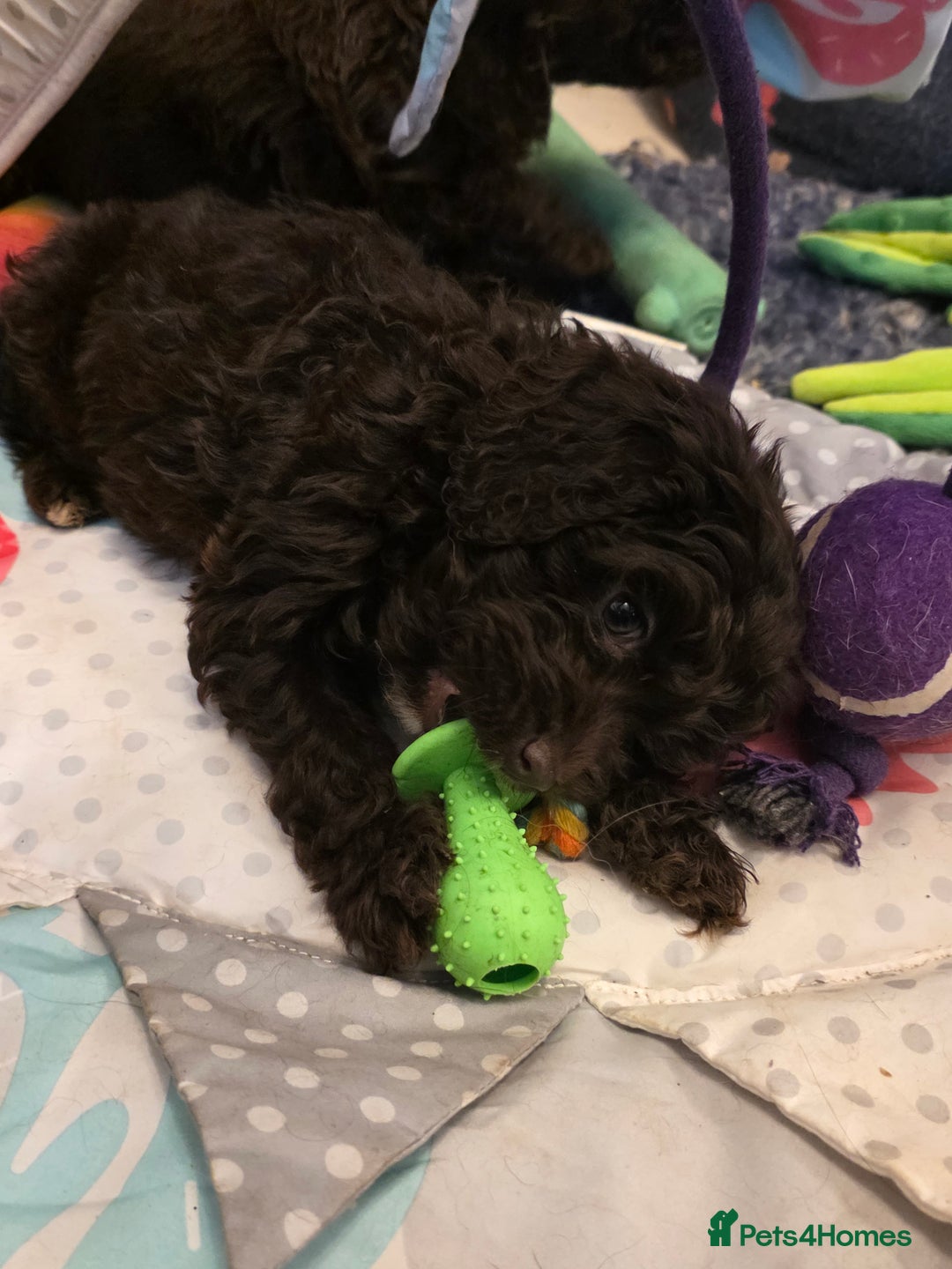 Cockapoo dogs for sale: Cockapoo puppies - Advert 14