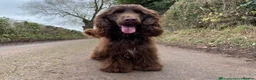 Cocker Spaniel dogs for sale: 🤎🐶 Chocolate English Show Cocker Spaniel Puppies in Bridgwater - Advert 6