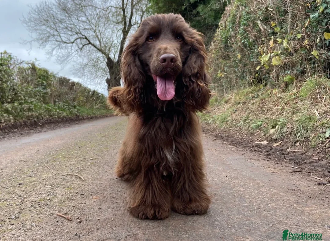 Cocker Spaniel dogs for sale: 🤎🐶 Chocolate English Show Cocker Spaniel Puppies - Advert 10