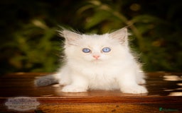 Ragdoll cats for sale: Ragdoll Blue Bicolor Kitten Boy LRBA TICA - Image 4