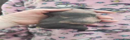 Guinea Pig rodents for sale: New Skinny Pigs Males and Females available now - Advert 3