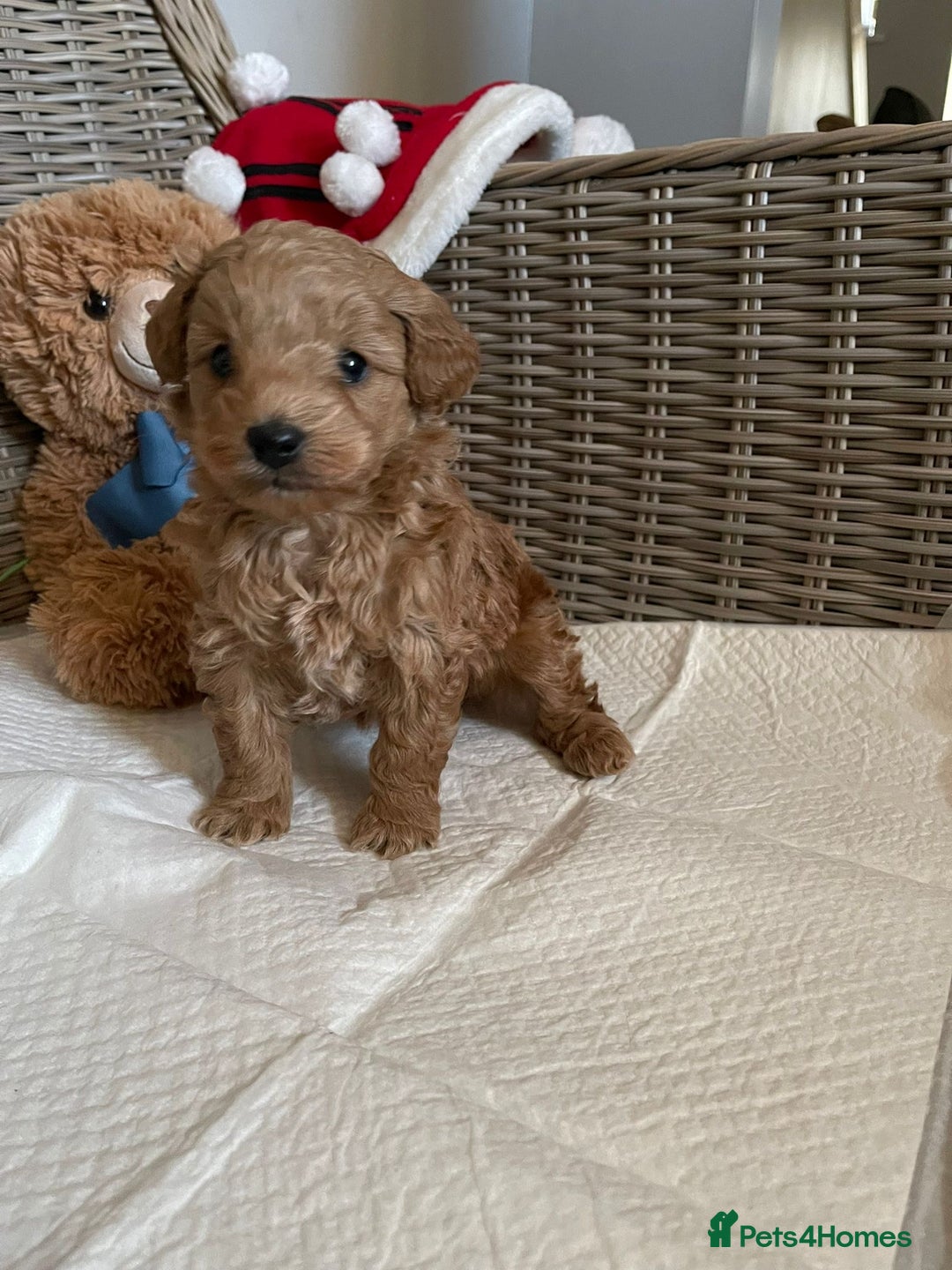 Cavapoo dogs for sale: Apricot Cavapoo Puppy - Advert 4