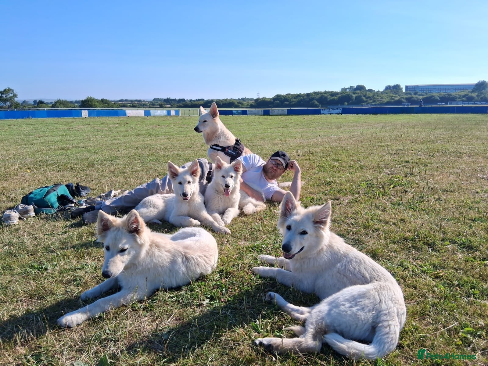 Mixed Breed dogs Puppies Available  - Advert 1