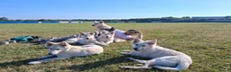 Mixed Breed dogs for sale: Puppies Available  - Advert 1
