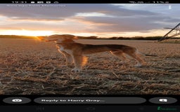 Mixed Breed dogs for sale: Saluki dog pup  - Advert 2