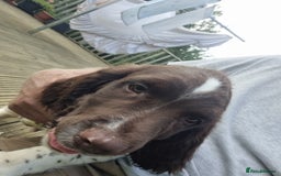 English Springer Spaniel dogs for sale: English springer spaniels  - Image 11