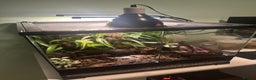 Frog reptiles for sale: 3x Blue Foot Dendrobates Leucomelas  - Advert 3