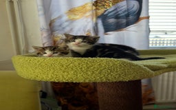 Mixed Breed cats for sale: 4  GORGEOUS TABBY/TORTOISHELL GIRLS.   - Image 6