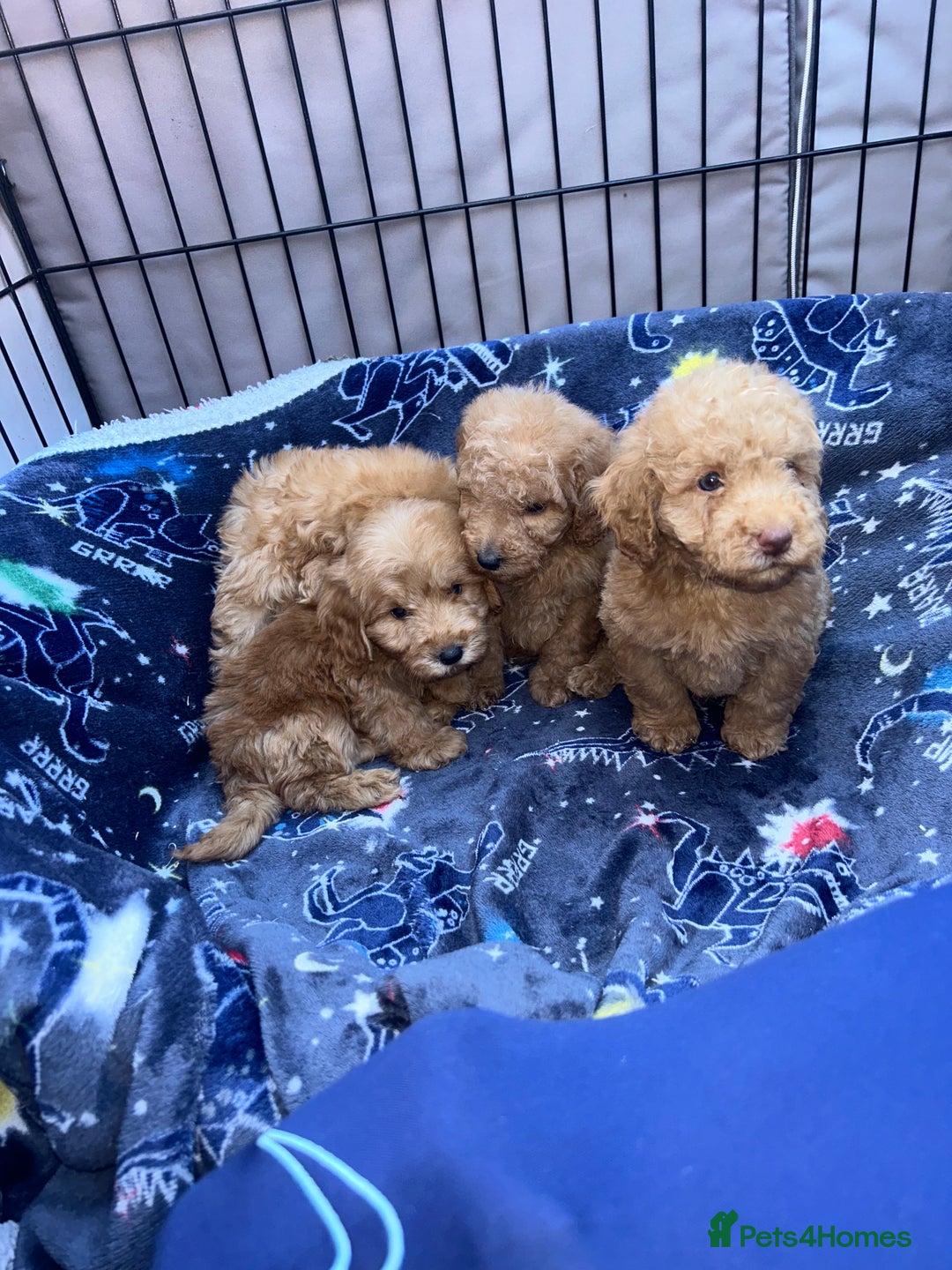 Cockapoo dogs for sale: 8 weeks old beautiful Cockapoo puppies  - Image 12