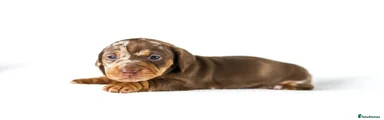 Miniature Dachshund Puppy 1