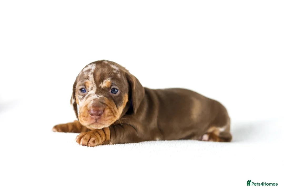 Miniature Dachshund dogs for sale: Miniature dachshund puppies  - Advert 13