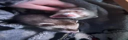 Ferret rodents for sale: 2 bonded female ferrets. - Advert 5