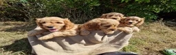 Cavapoo dogs for sale: Cuddly Cavapoos Ready Now! - Advert 6