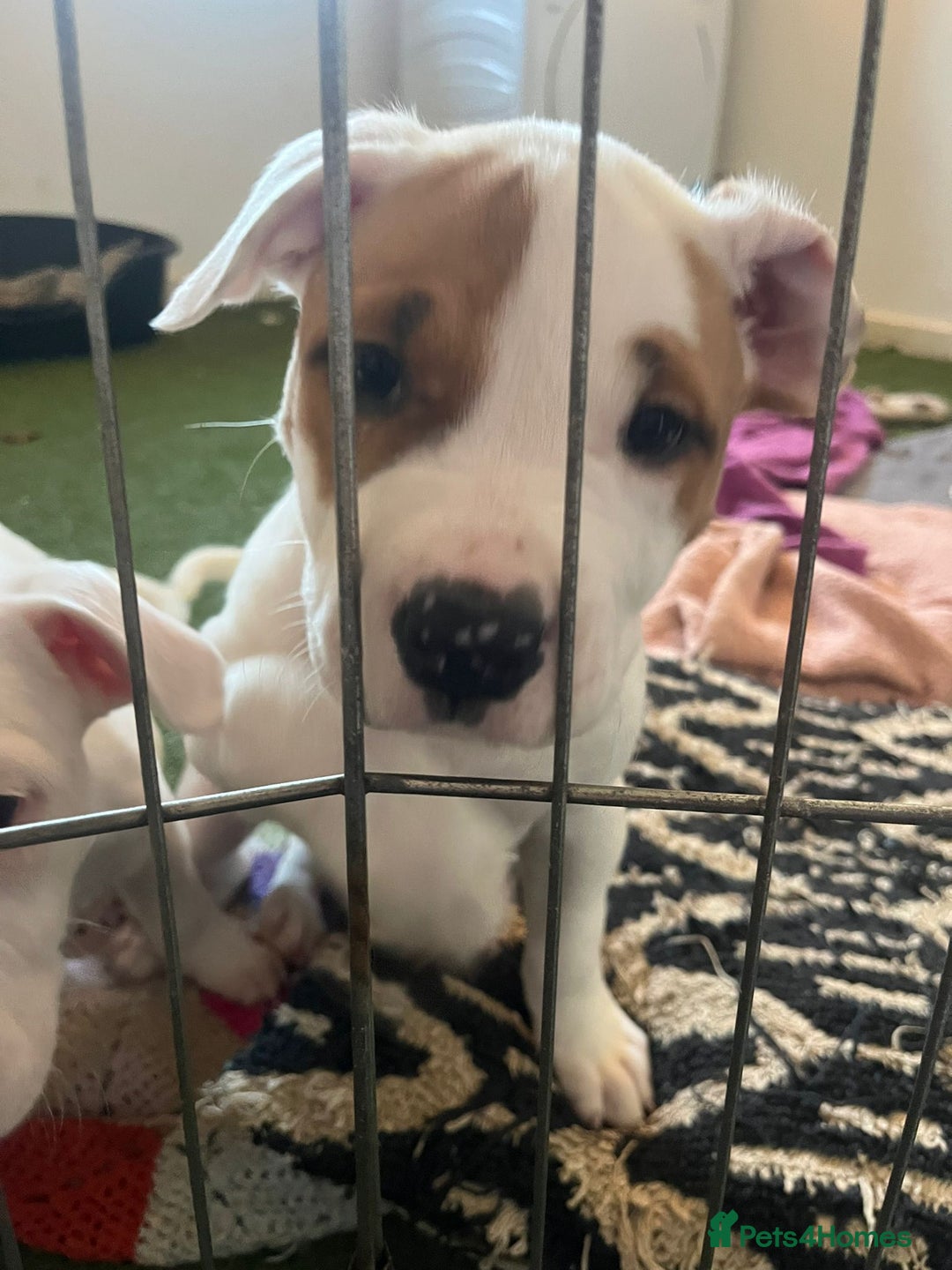 Mixed Breed dogs for sale: American bulldog  - Advert 11