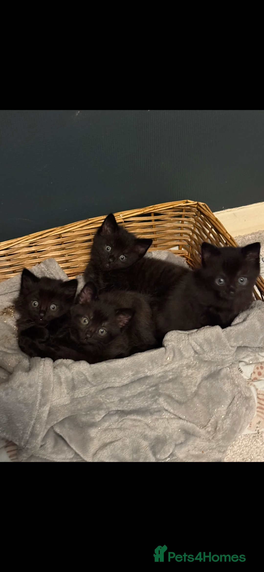 Mixed Breed cats for sale: 4 beautiful fluffy black kittens 10 weeks old - Advert 3