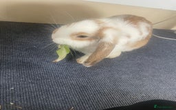 Mini Lop rabbits for sale: Mini lop rabbits  - Advert 2