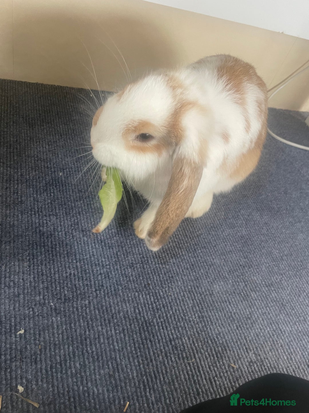 Mini Lop rabbits for sale: Mini lop rabbits  - Advert 2