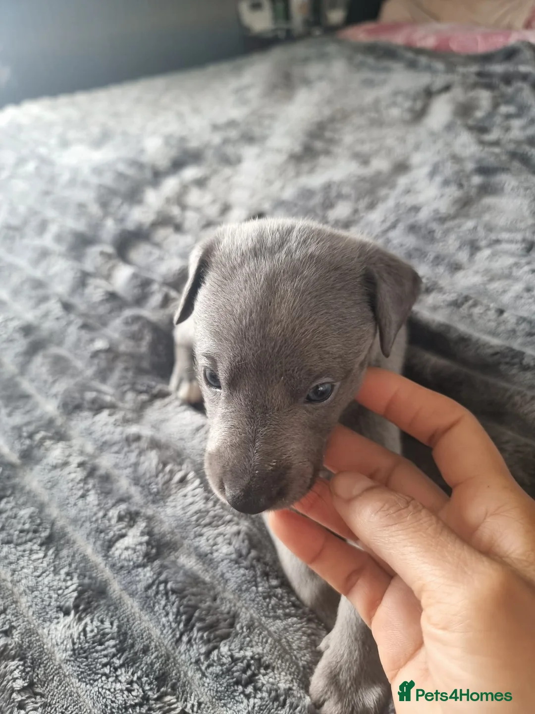 Whippet dogs for sale: Whippet puppies show background  - Advert 2