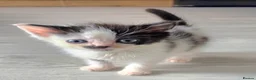 Mixed Breed cats for sale: Beautiful kittens for sale  - Advert 12