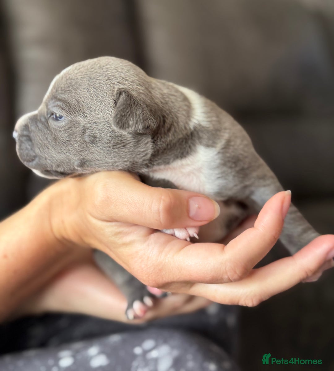Staffordshire Bull Terrier dogs for sale: Last Two puppies left.  - Image 5