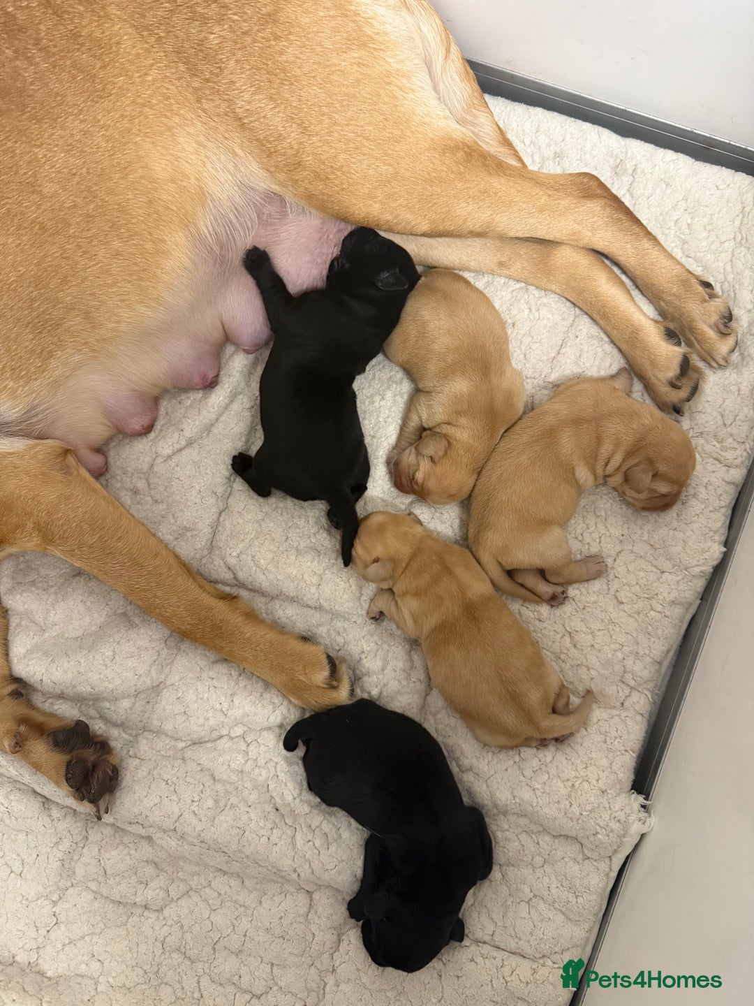 Labrador Retriever dogs for sale: Beautiful litter of labradors - Advert 6