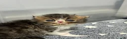 Exotic cats for sale:  ** 🔥OUTSTANDING EXOTIC SHORTHAIRS 🔥 - Advert 10