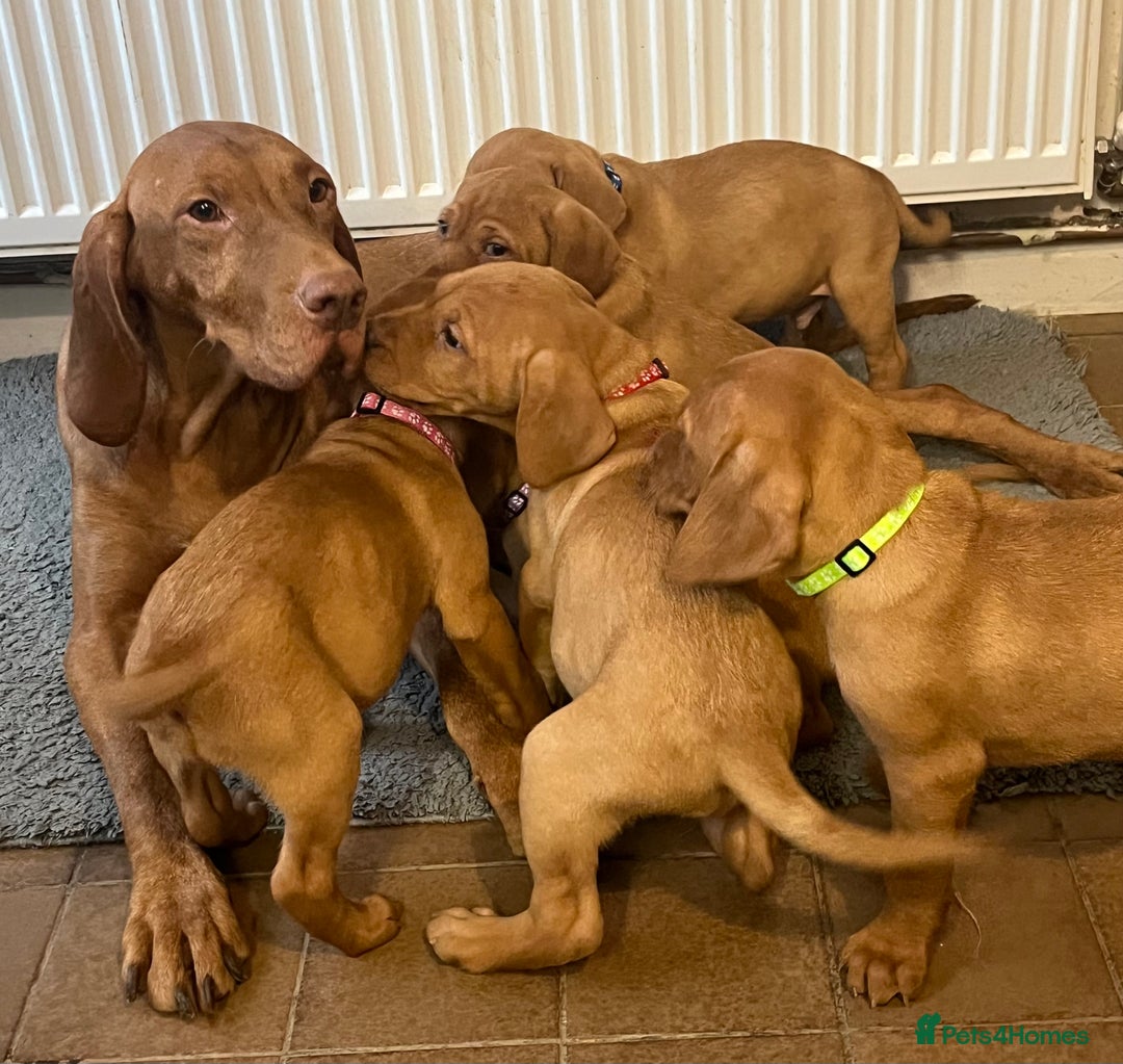 Mixed Breed dogs for sale: HUNGARIAN VIZSLA x FOX RED LABRADOR  - Advert 1