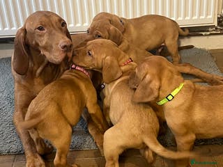 Mixed Breed dogs HUNGARIAN VIZSLA x FOX RED LABRADOR - Advert 1