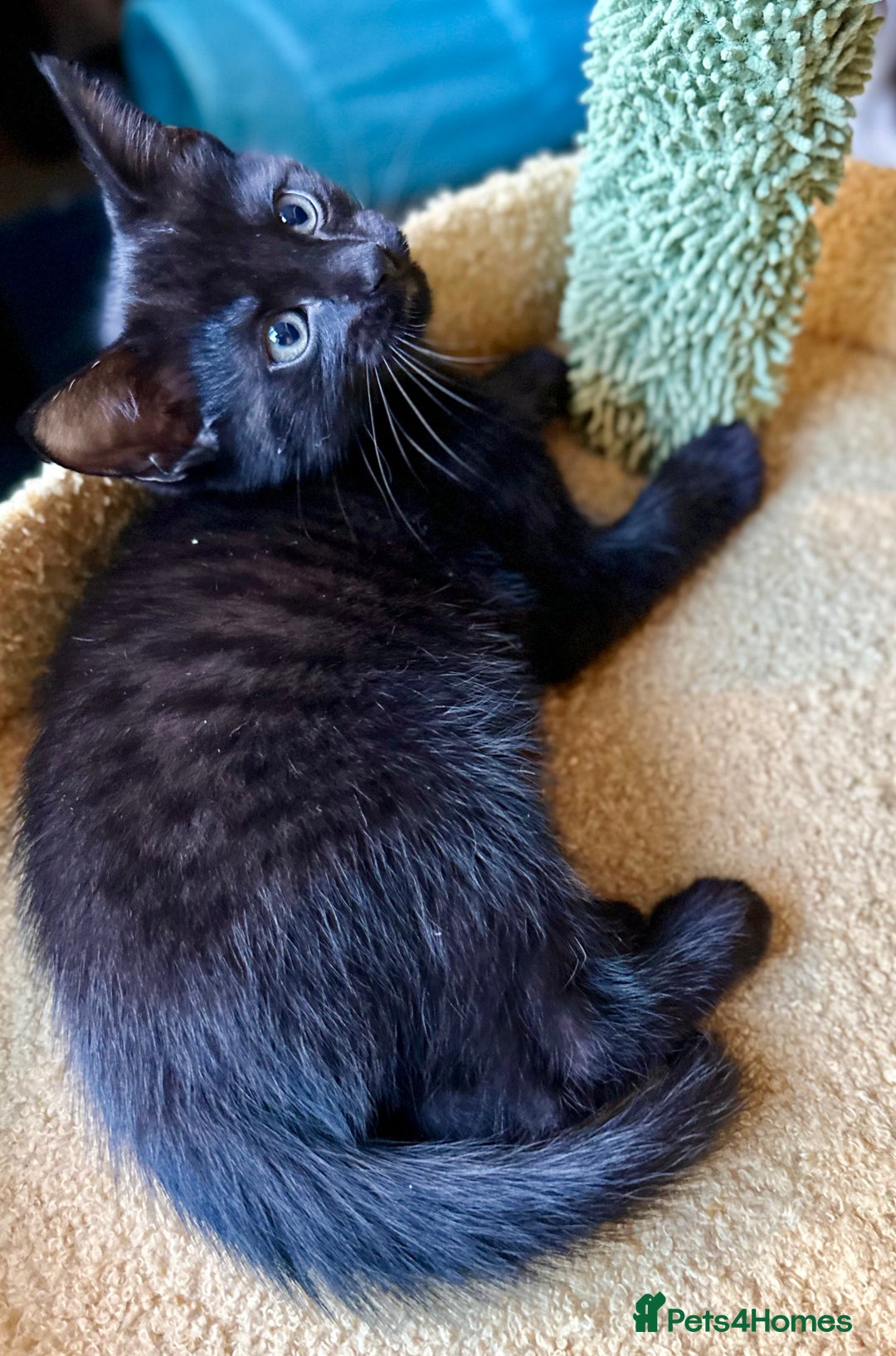 Mixed Breed cats for sale: Kittens from 1/2 Siamese Mum - Advert 37