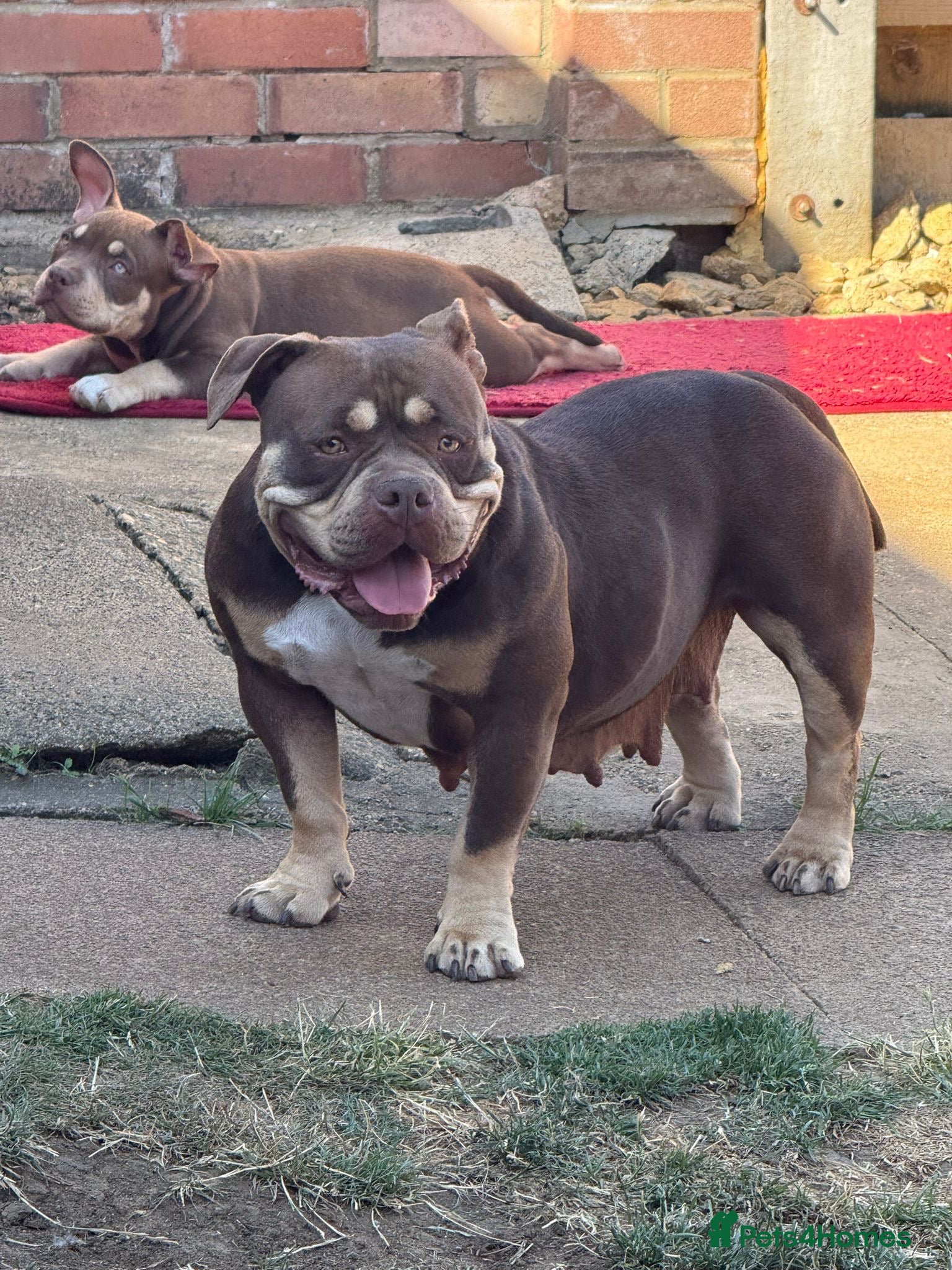 American Bully dogs Beautiful,Chocolate  American bully pocket  - Advert 6