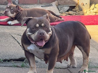 American Bully dogs Beautiful,Chocolate American bully pocket - Advert 1