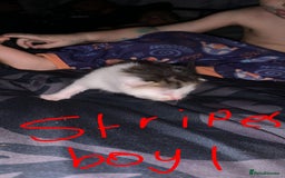 British Longhair cats for sale: Kittens for sale  - Image 2